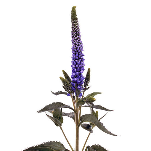 Picture of Veronica Diana
