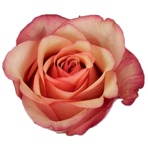 Picture of Rose Vintage