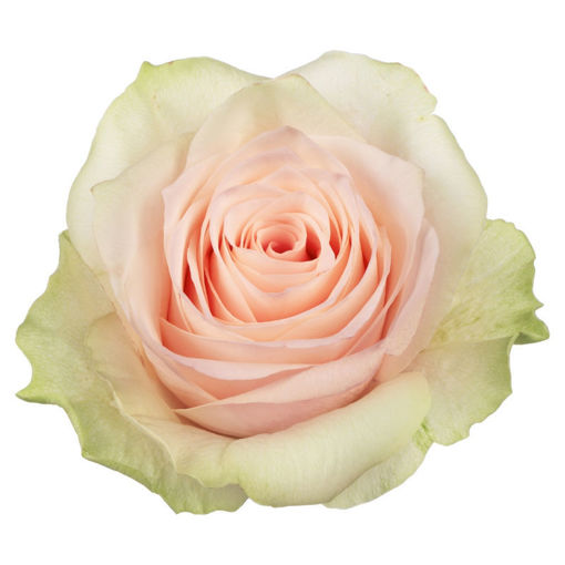 Picture of Rose Athena Pink