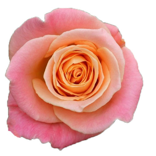 Picture of Rose Miss Piggy