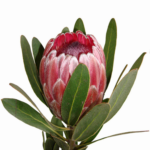 Picture of Protea Pink Ice