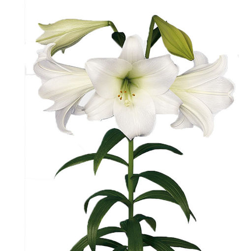 Picture of Lillium Longiflorum White Heaven