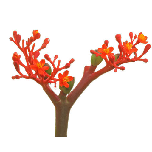 Picture of Jatropha Firecracker