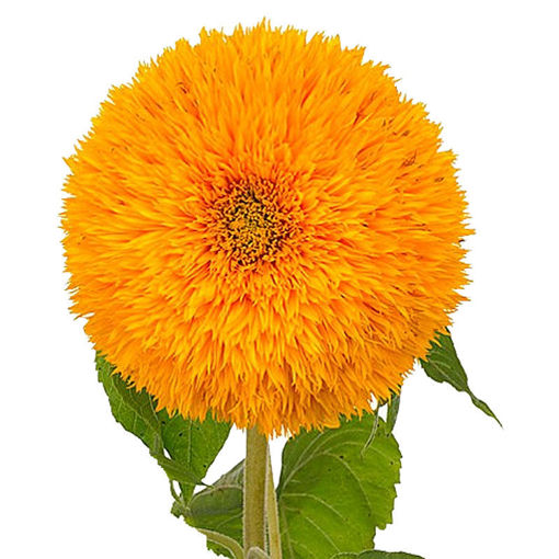 Picture of Helianthus Teddy bear