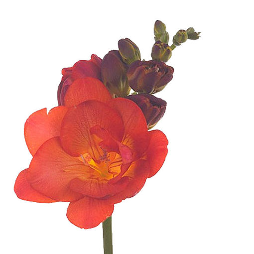 Picture of Freesia Mandarine
