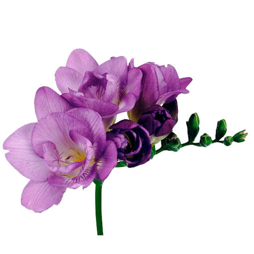 Picture of Freesia Blue Bayou
