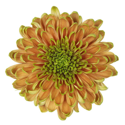 Picture of Chrysant. Disbud Rossano Elizabeth