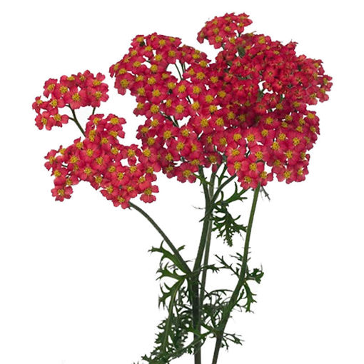 Picture of Achillea Paprika