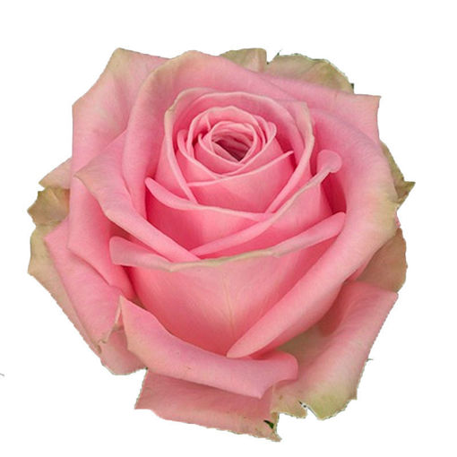 Picture of Rose Heidi