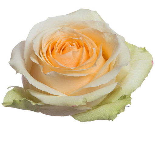 Picture of Rose Avalanche Magic