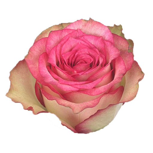 Picture of Rose Monique