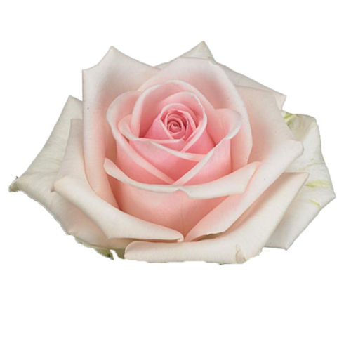 Picture of Rose Lazise
