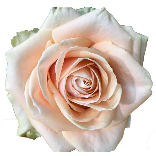 Picture of Rose Avalanche Pearl