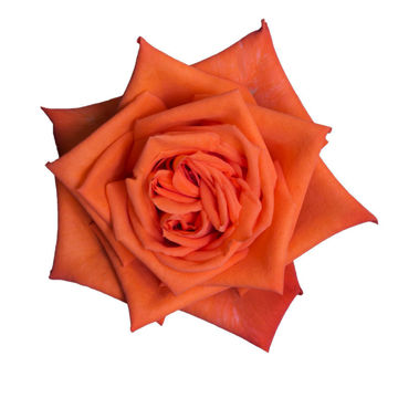 Rose Confidential | Wholesale Flowers | Standard Roses | Flower Suppliers