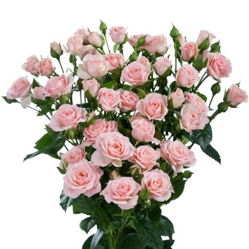 Picture of Rose Spray Lydia