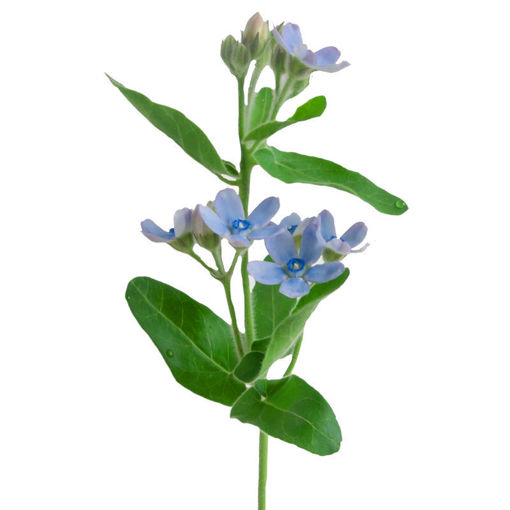 Picture of Oxypetalum Coeruleum