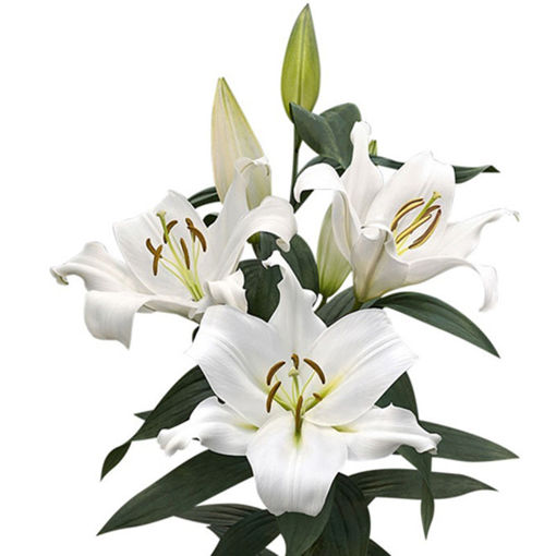Picture of Lillium oriental Zambezi