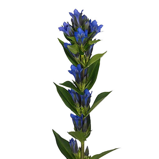 Picture of Gentian Kagayaki
