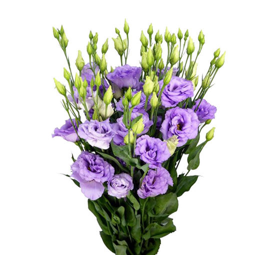 Picture of Lisianthus Corelli Lavender