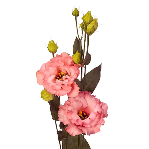 Picture of Lisianthus Corelli Apricot