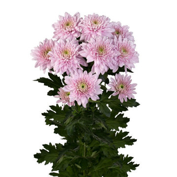 Spray Chrysanthemums | Flower Suppliers | Wholesale Flowers & Foliage