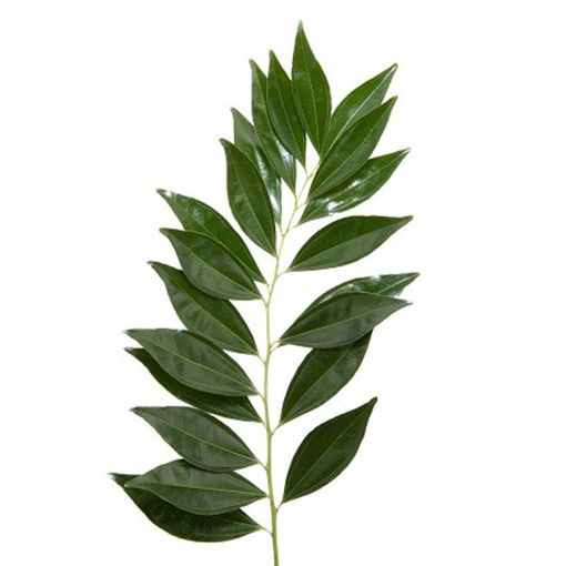 Picture of Cocculus
