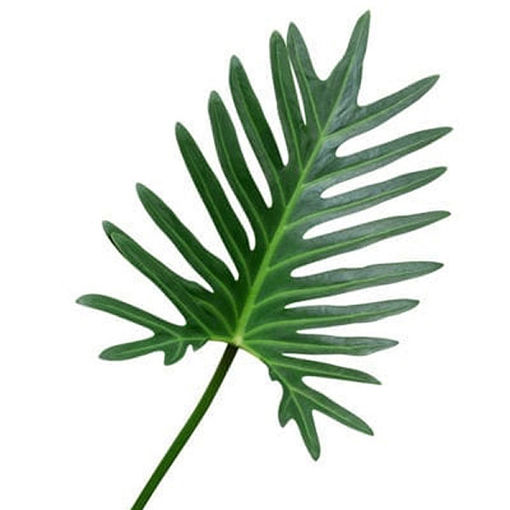 Picture of Philodenron Xanadu