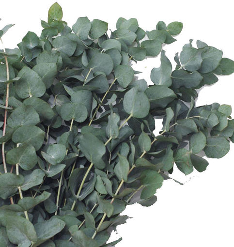 Picture of Eucalyptus Cinerea Long