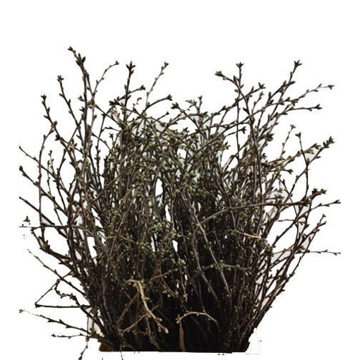Picture of Prunus