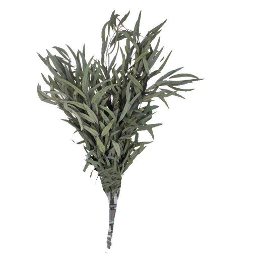 Picture of Eucalyptus Nicoli