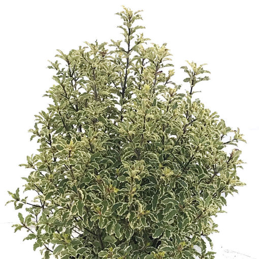 Picture of Pittosporum Silver queen