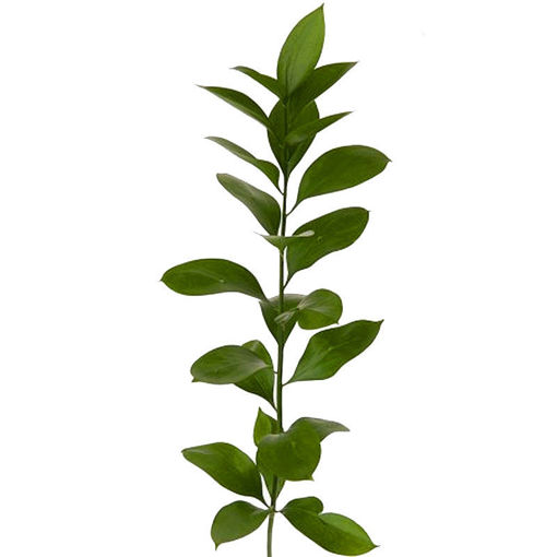 Picture of Ruscus - Israeli