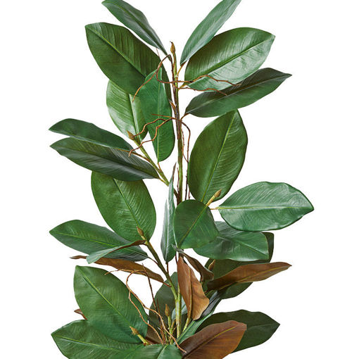 Picture of Magnolia