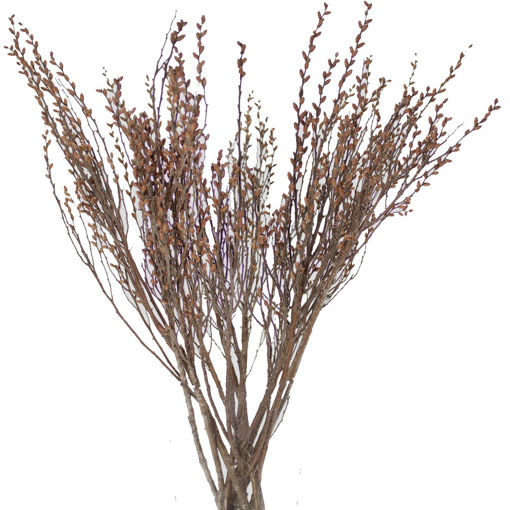 Picture of Myrica Gagel