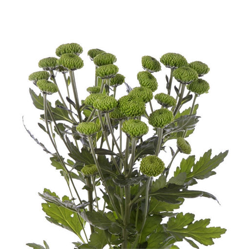 Picture of Chrysant. Spray Deligreen