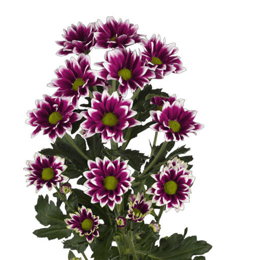 Picture of Chrysant. Spray Haydar