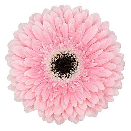 Picture of Gerbera Graceland