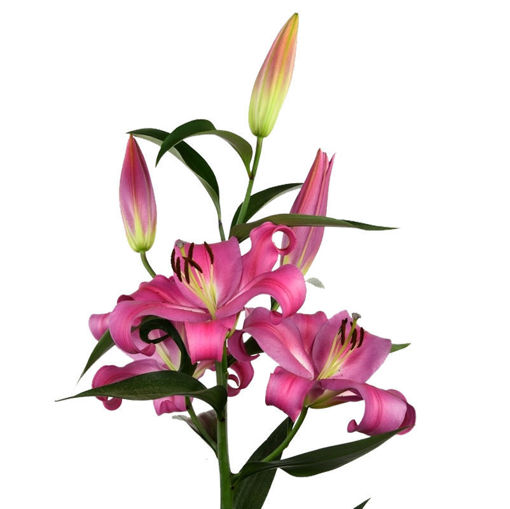 Picture of Lillium Oriental Robina