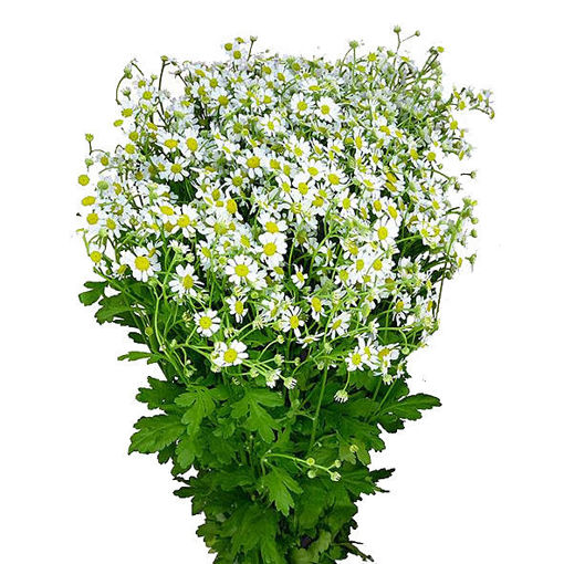 Picture of Tanacetum Single Vegmo