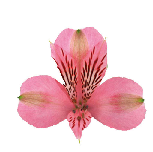 Picture of Alstroemeria Elegance
