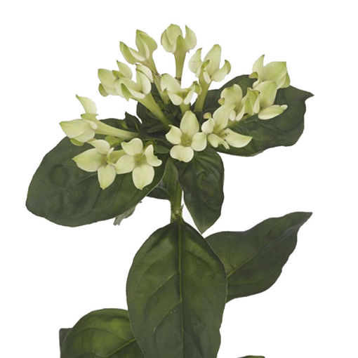 Picture of Bouvardia Royal Pistache