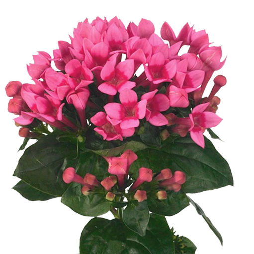Picture of Bouvardia Royal Roza