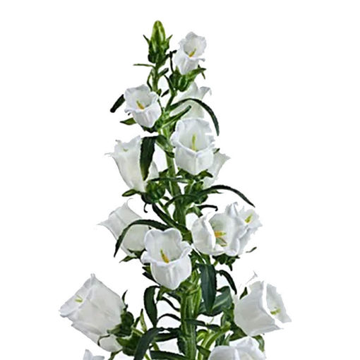 Picture of Campanula Champion White