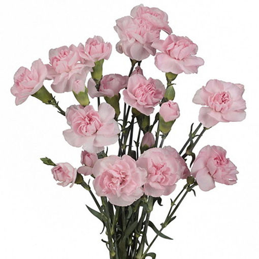 Picture of Carnation Spray Pink