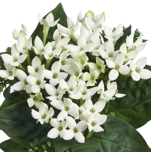 Picture of Bouvardia White Verde