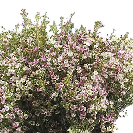 Picture of Wax Flower Ella Pink