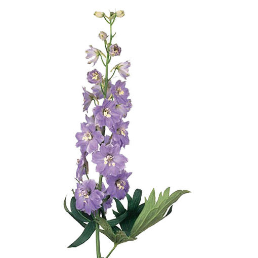Picture of Delphinium Fountain Lavender