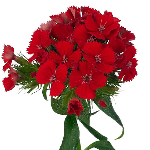 Picture of Dianthus Barbatus Red Baron