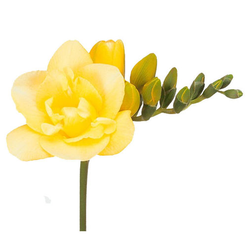 Picture of Freesia Grandeur