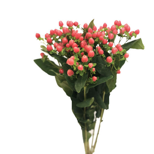 Picture of Hypericum Sweet Romance